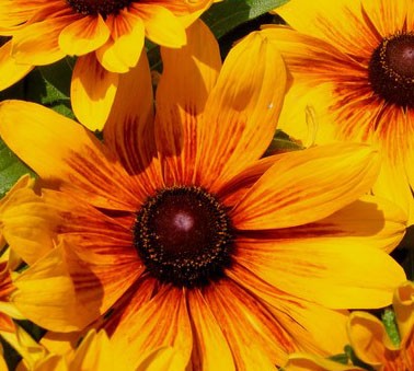 Yellow Delight 2