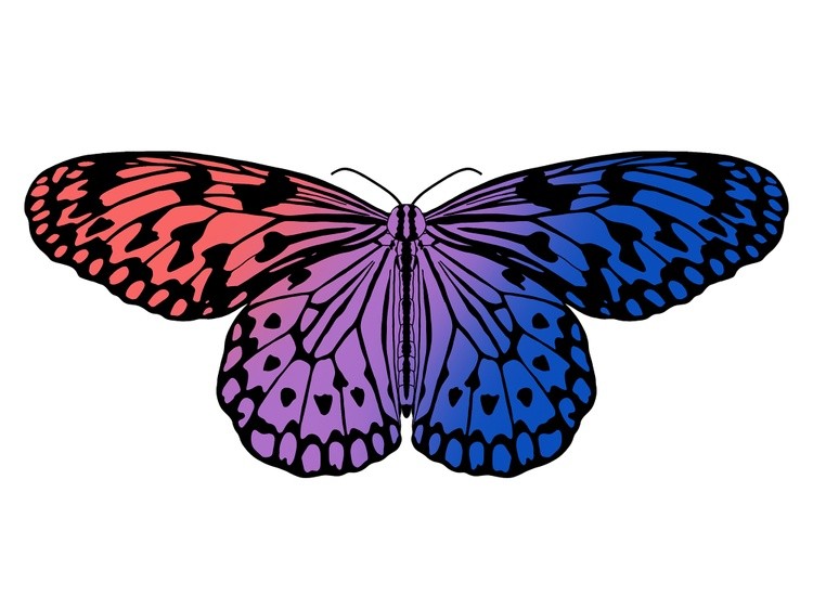 LGBTQIA+ Butterflies: Bisexual