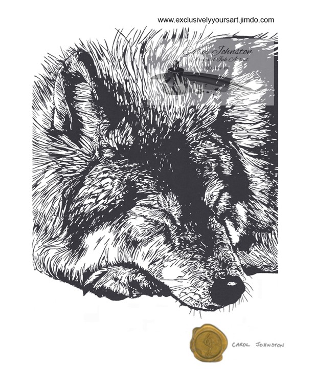 CJ Wolf Sleeping