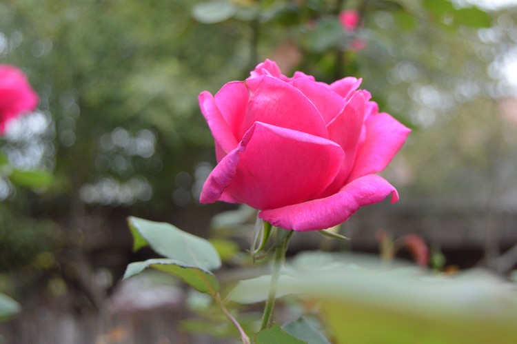 A rose like no other