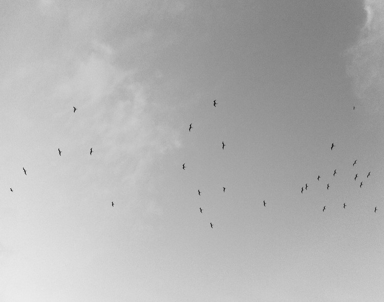Birds flying high