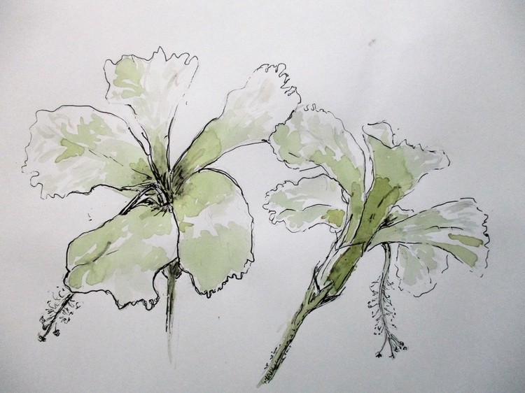 hibiscus