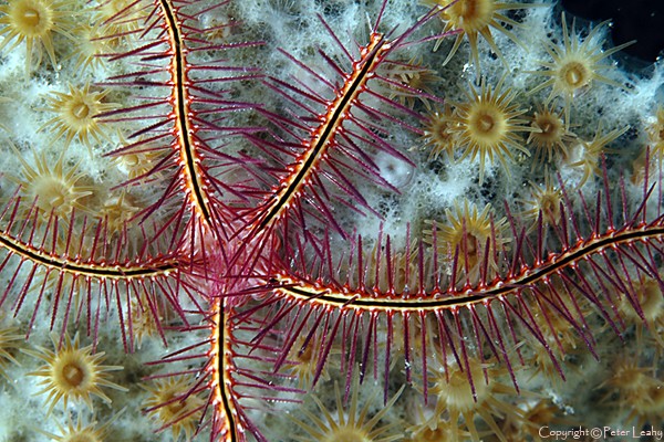 Brittle Star