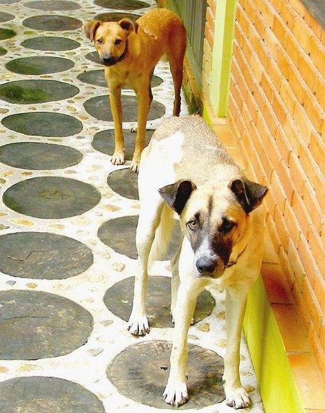 Suspicious dogs
