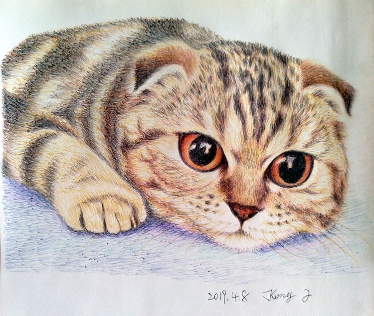 Вислоухая кошка рисунок
