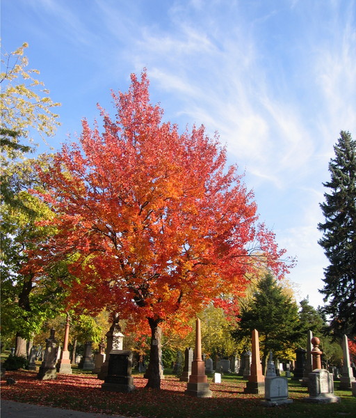 Mount Pleasant Cemetery 1
