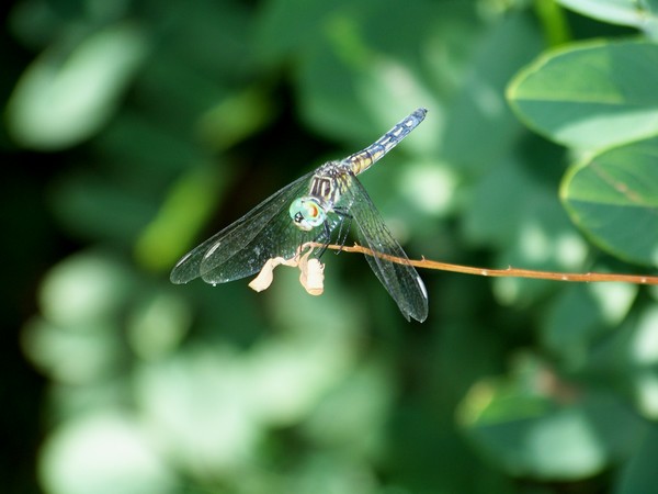 insect