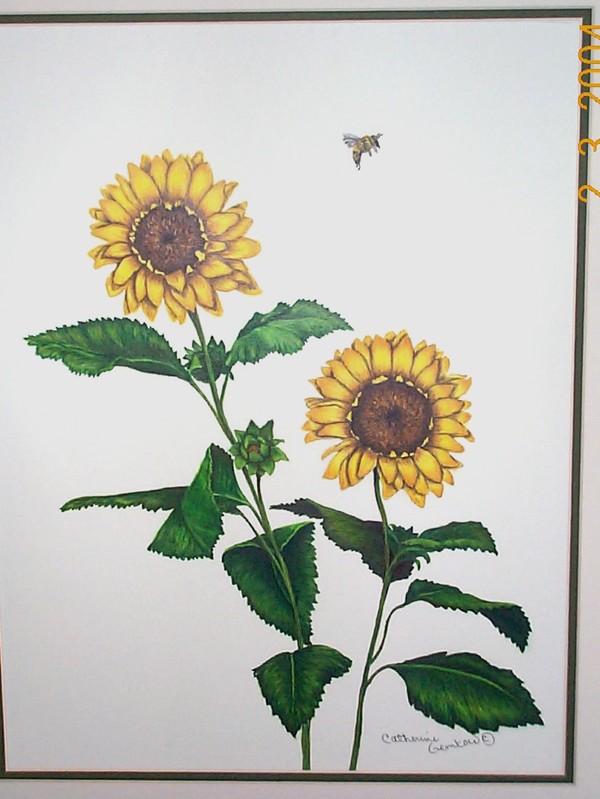 SUNFLOWERS