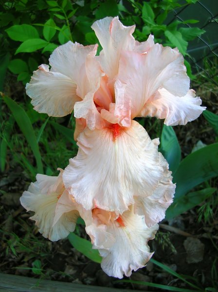 Blushing Iris