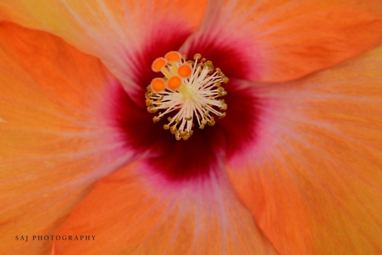 Orange Hibiscus 