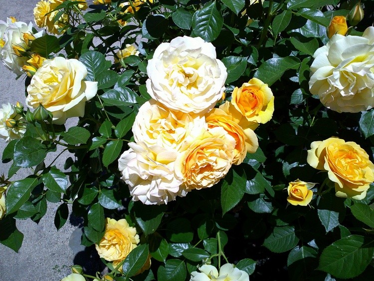 DSCF0015