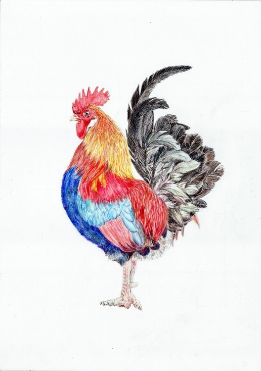 Rooster