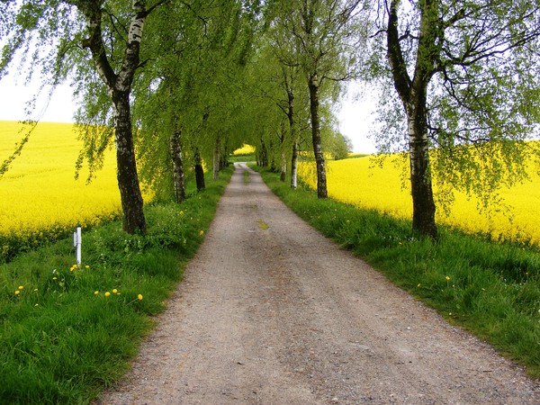 Allee