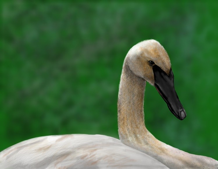 swan