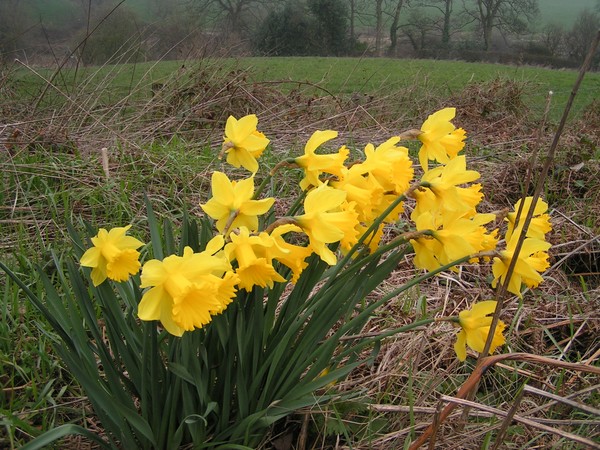 Daffodils