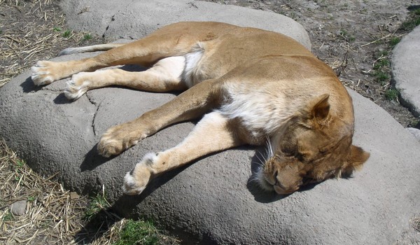 Nap2