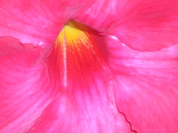 Mandevilla Sanderi 