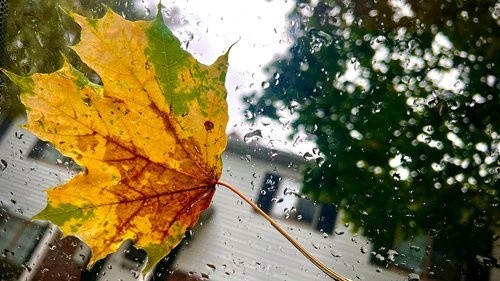 Leaf Me Be