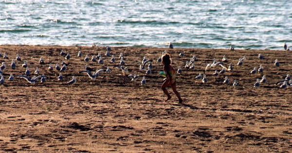 Girl & Birds on the Beach
