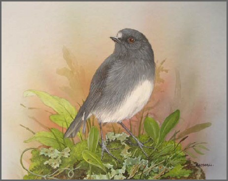 NZ bush robin