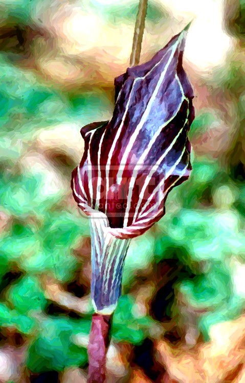 Jack in The Pulpit