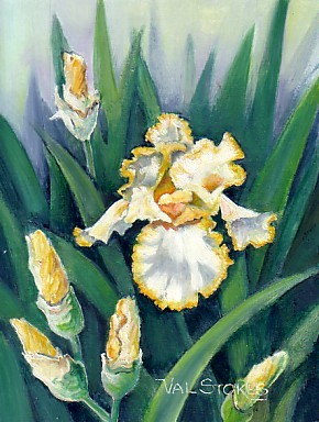White-yellow edged Iris.