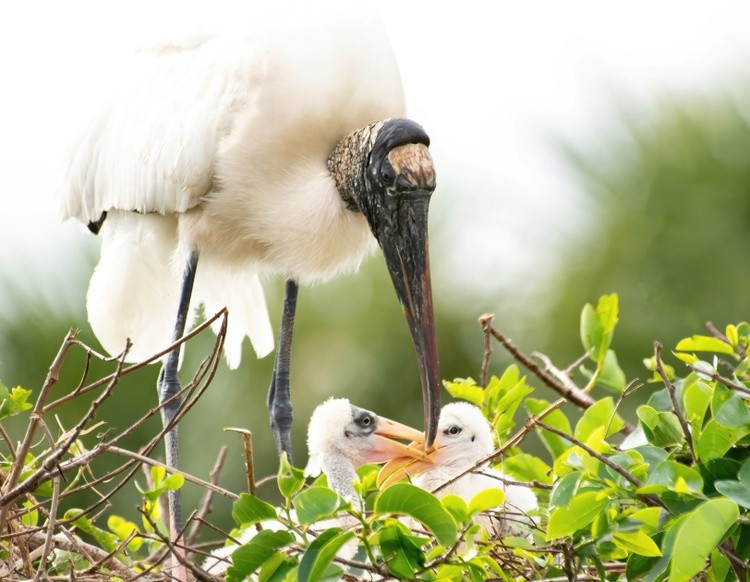 Wood Stork Family Bond