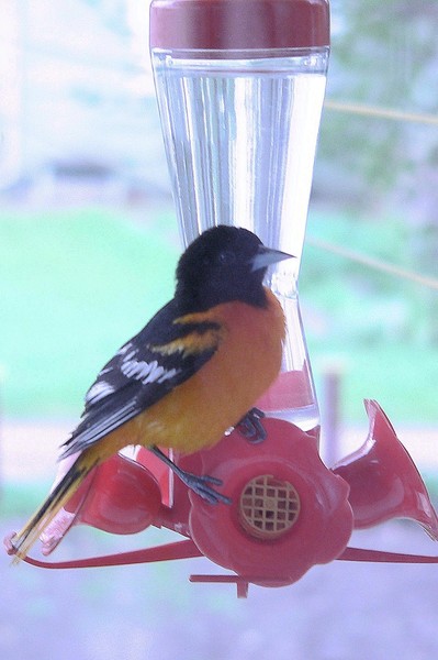 Baltimore Oriole