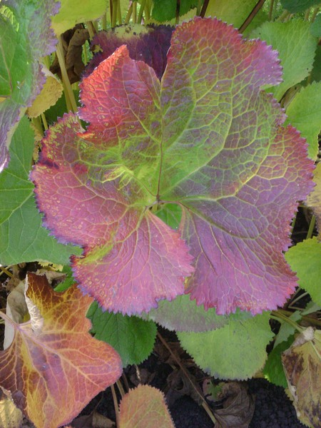 Fall Beauty
