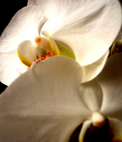White Orchid Duet