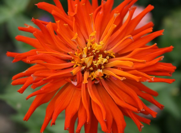 Sea Flowers - Red