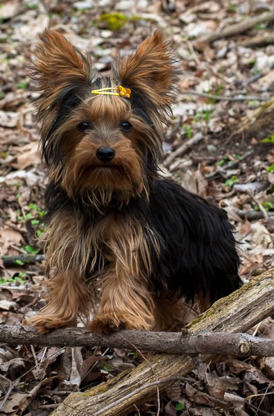 Dexter in the Woods