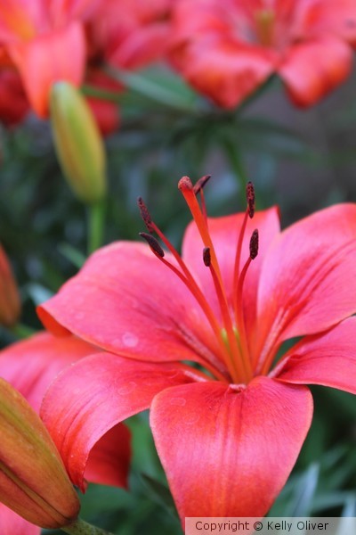 Orange Beauty