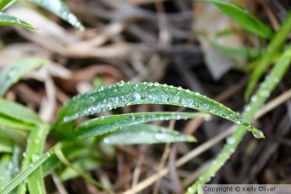 Early Morning Spring Dew