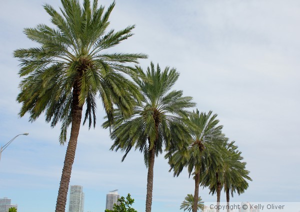 Miami Palm Trees