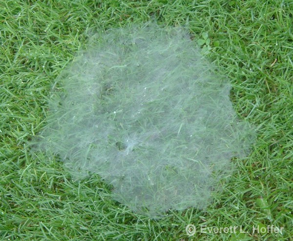 Spider Web in Morning Grass
