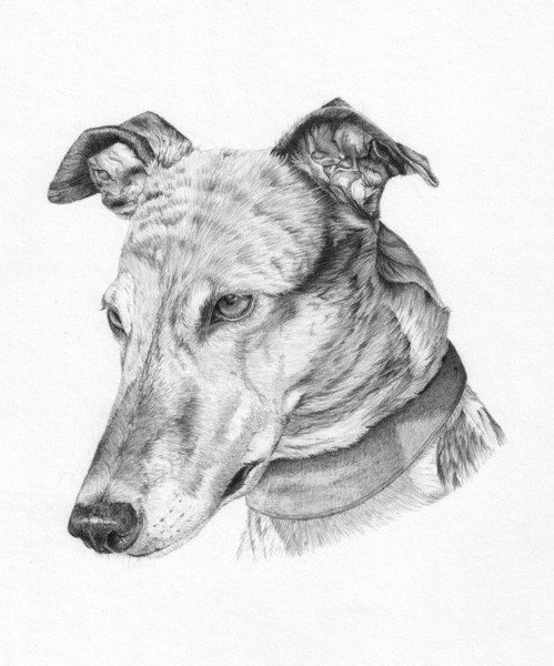 Greyhound