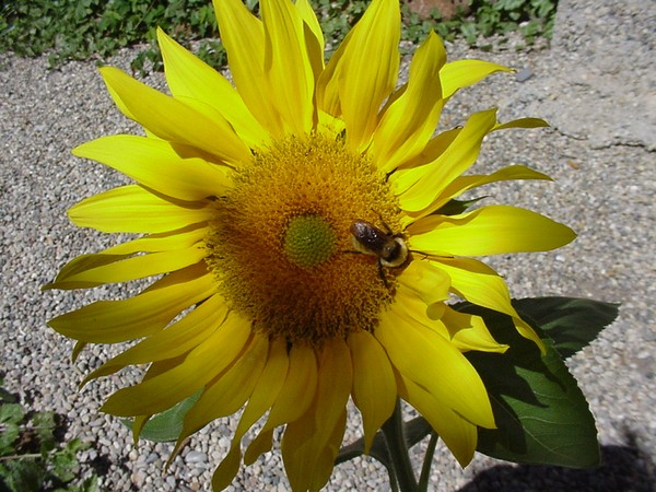 Sunflower