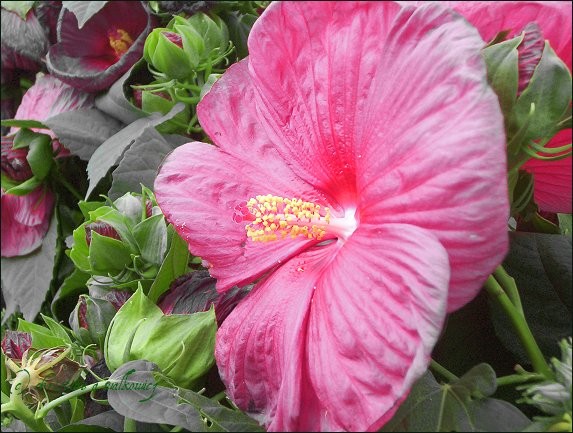 Fading Beauty