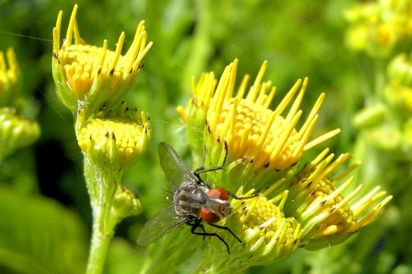 the fly