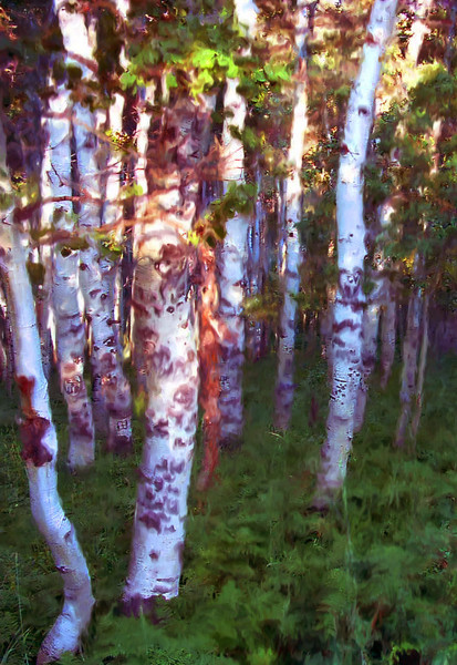 Magical Forest