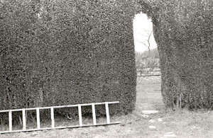 Winter Garden 