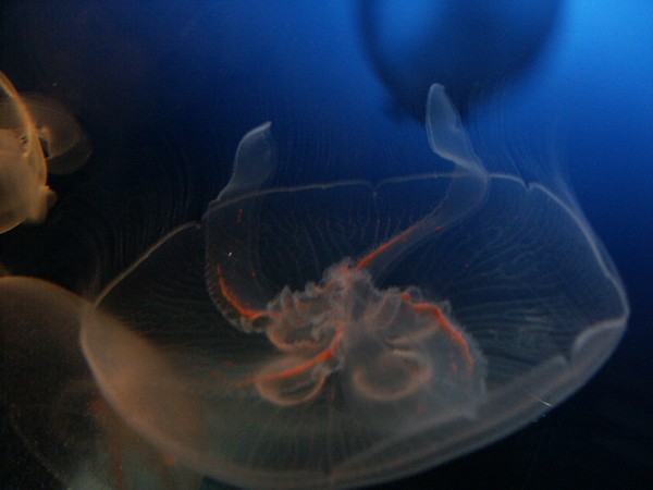 Aquatic-44