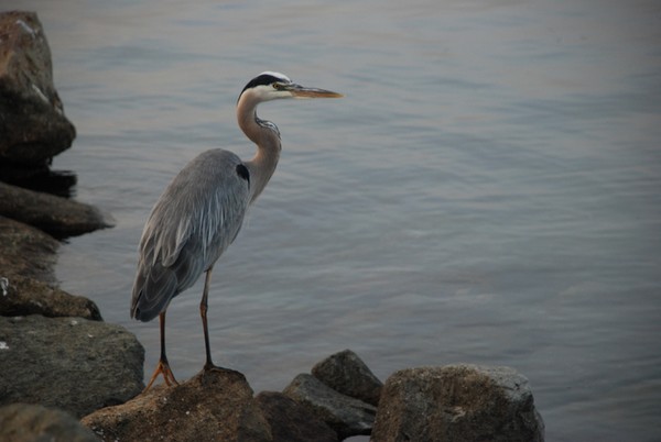 Twilighted Crane