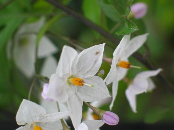 Flores en la Lluvia