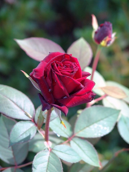 Red Rose