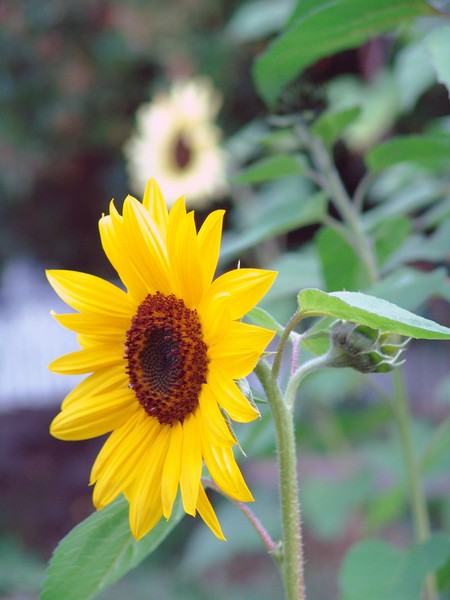 Sunflower