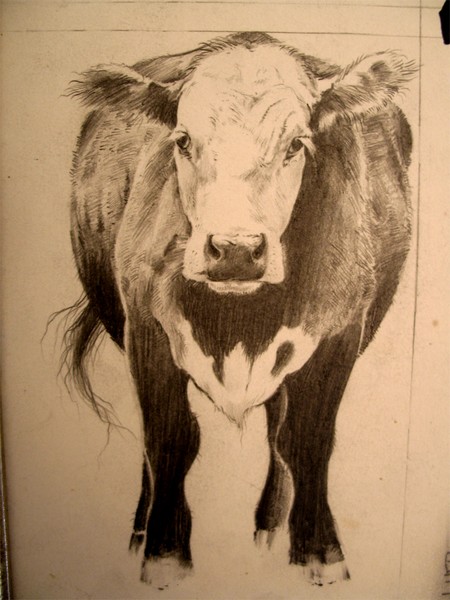 CONTRAST SKETCHING - pencil on parchment