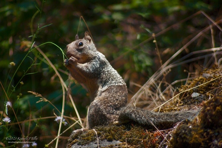 California Ground Squirrel P8129
