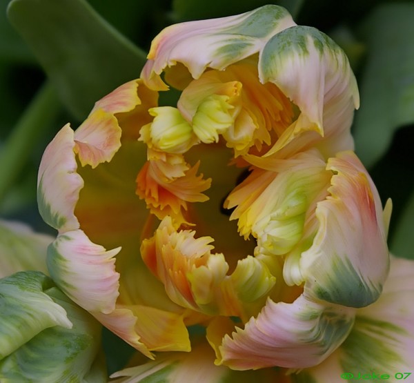 A tulip for an beautiful weekend my friends